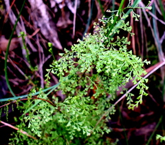 Lindsaea microphylla