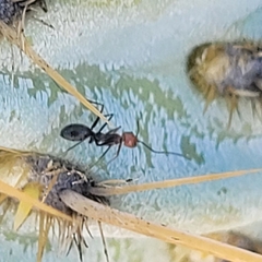 Dorymyrmex