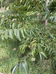 Diospyros