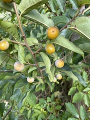 Diospyros