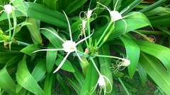 Hymenocallis speciosa