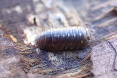 Armadillidium corcyraeum