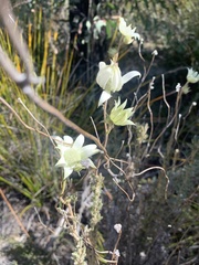 Actinotus helianthi