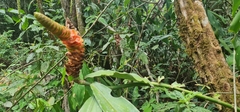 Costus