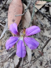 Scaevola ramosissima