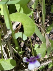 Viola banksii