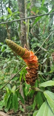 Costus