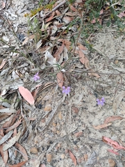 Scaevola ramosissima