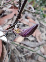 Scaevola ramosissima