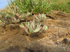 Atriplex portulacoides