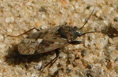 Sphragisticus nebulosus
