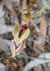 Caladenia cardiochila