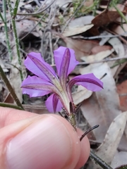 Scaevola ramosissima
