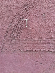 Hellinsia homodactylus