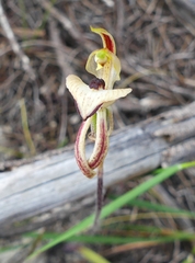 Caladenia cardiochila