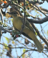 Chlorocichla flaviventris