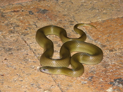 Lycodonomorphus inornatus