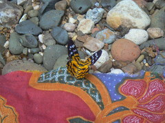 Dysphania subrepleta