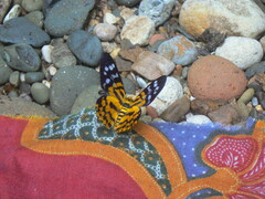 Dysphania subrepleta