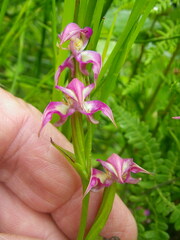 Disperis paludosa