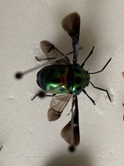 Chrysocoris stollii