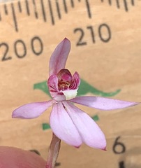 Caladenia pusilla