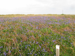 Hyacinthoides non-scripta