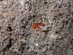 Parcoblatta pennsylvanica