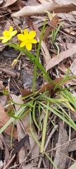 Tricoryne simplex