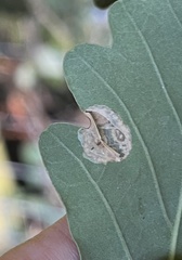 Phyllonorycter messaniella
