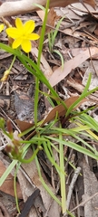 Tricoryne simplex