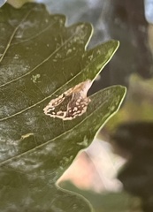Phyllonorycter messaniella