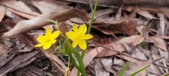Tricoryne simplex