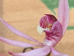 Caladenia pusilla