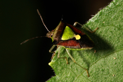 Carbula scutellata