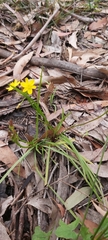 Tricoryne simplex
