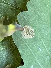 Phyllonorycter messaniella