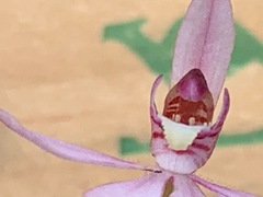 Caladenia pusilla