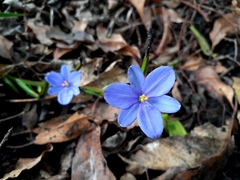 Aristea ecklonii
