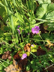Geranium pyrenaicum