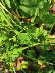 Geranium pyrenaicum