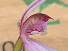 Caladenia pusilla
