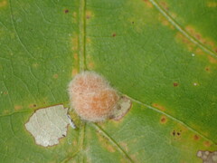 Druon quercusflocci