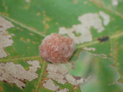 Druon quercusflocci