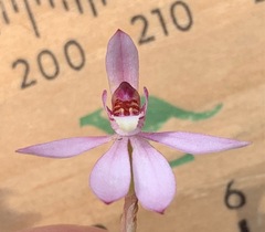 Caladenia pusilla
