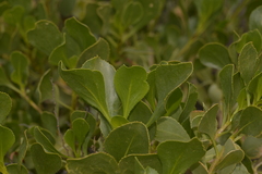 Scaevola crassifolia