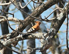 Upupa epops africana