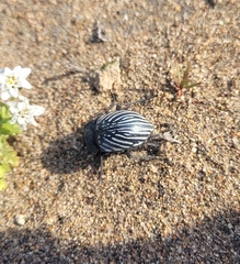 Gyriosomus kingi
