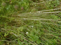 Stellaria graminea