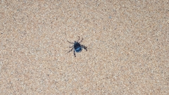 Hyalomma dromedarii